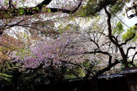 Foto de Yasukuni Jinja (santuario de estilo sintoísta) con flor de cerezo de primavera (sakura) en Chiyoda City, Tokio, Japón - Imagen libre de derechos