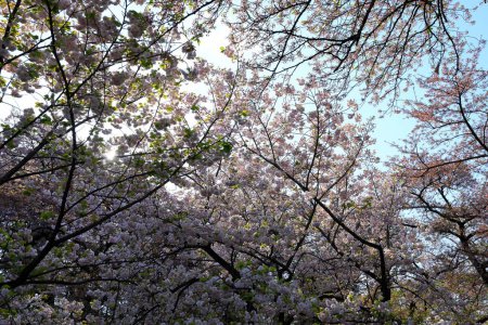 Foto de Jardín Nacional Shinjuku Gyoen con flor de cerezo de primavera (sakura) en la ciudad de Shinjuku, Tokio, Japón - Imagen libre de derechos