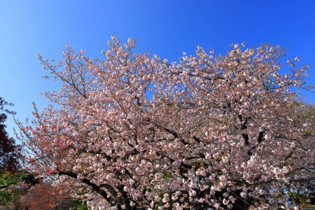 Téléchargez les photos : Jardin national de Shinjuku Gyoen avec fleur de cerisier de printemps (sakura) dans la ville de Shinjuku, Tokyo, Japon - en image libre de droit