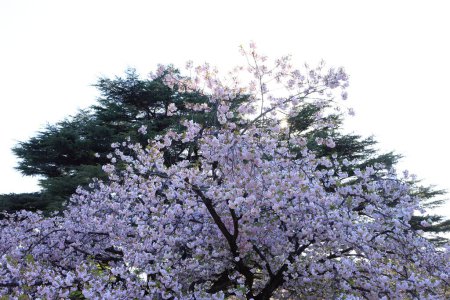Foto de Jardín Nacional Shinjuku Gyoen con flor de cerezo de primavera (sakura) en la ciudad de Shinjuku, Tokio, Japón - Imagen libre de derechos