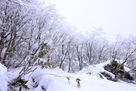 Photo for Japanese Winter Scene at Zao Zaoonsen Yamagata in the northeastern region of Japan - Royalty Free Image