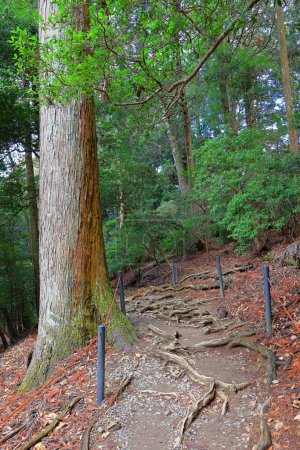 Téléchargez les photos : Chemin de montagne entre le temple Kurama-dera et le sanctuaire Kifune à Kuramakibunecho, quartier Sakyo, Kyoto, Japon - en image libre de droit