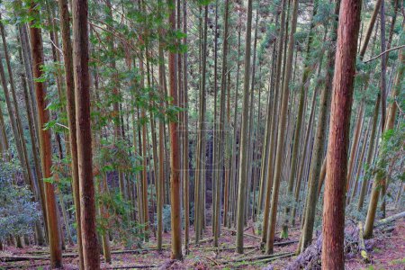 Chemin de montagne entre le temple Kurama-dera et le sanctuaire Kifune à Kuramakibunecho, quartier Sakyo, Kyoto, Japon 