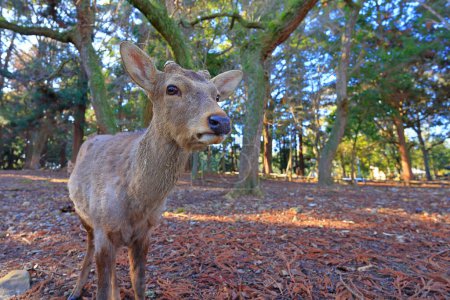 Tame Deer en Nara Park, un parque con templos antiguos en Nara, Japón