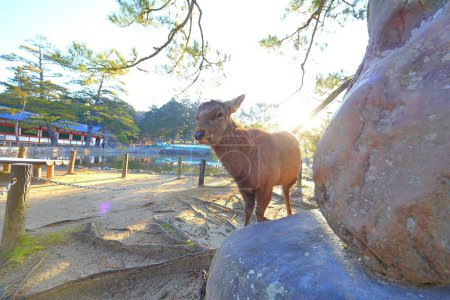 Tame Deer en Nara Park, un parque con templos antiguos en Nara, Japón