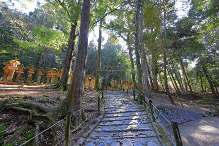  Kasuga Taisha, un santuario sintoísta con hermosa linterna en Kasuganocho, Nara, Japón