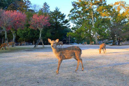 Tame Deer at Nara Park, a park with ancient temples in Nara, Japan