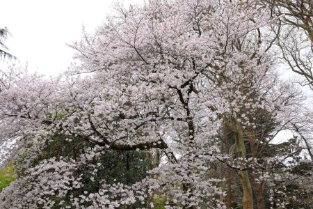 Shinjuku Gyoen Nationalgarten mit Frühlingskirschblüte (Sakura) in der Stadt Shinjuku, Tokio, Japan
