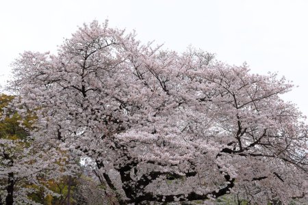 Jardin national de Shinjuku Gyoen avec fleur de cerisier de printemps (sakura) dans la ville de Shinjuku, Tokyo, Japon
