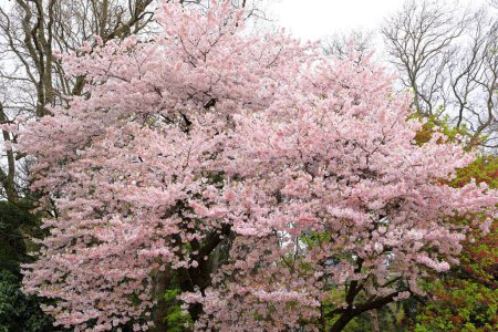 Jardin national de Shinjuku Gyoen avec fleur de cerisier de printemps (sakura) dans la ville de Shinjuku, Tokyo, Japon