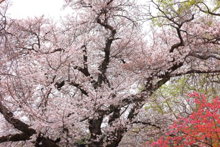 Shinjuku Gyoen National Garden with spring cherry blossom (sakura) in Shinjuku City, Tokyo, japan