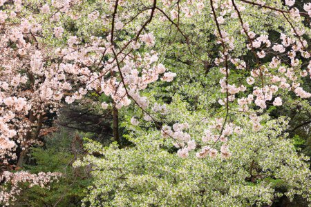 Jardín Nacional Shinjuku Gyoen con flor de cerezo de primavera (sakura) en la ciudad de Shinjuku, Tokio, Japón