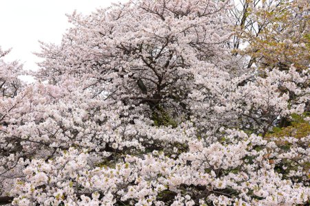 Jardín Nacional Shinjuku Gyoen con flor de cerezo de primavera (sakura) en la ciudad de Shinjuku, Tokio, Japón