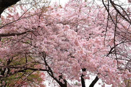 Shinjuku Gyoen National Garden with spring cherry blossom (sakura) in Shinjuku City, Tokyo, japan