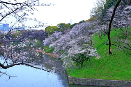 Chidorigafuchi Park with spring cherry blossom (sakura) in Chiyoda City, Tokyo, japan