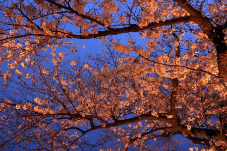 Chidorigafuchi Park with spring cherry blossom (sakura) in Chiyoda City, Tokyo, japan