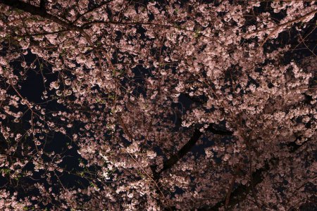 Chidorigafuchi Park mit Frühlingskirschblüte (Sakura) in Chiyoda City, Tokio, Japan