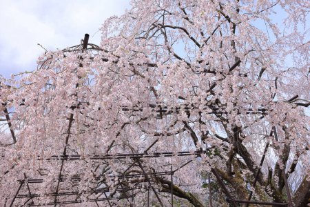 Téléchargez les photos : Cerisiers près de Temple Otsuyama Jisso à Mukawacho Yamataka, Hokuto, Yamanashi, Japon - en image libre de droit