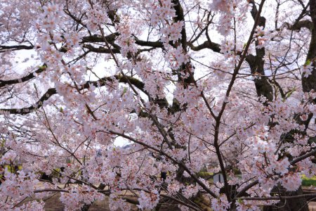 Kirschbäume in der Nähe des Otsuyama Jisso Tempels in Mukawacho Yamataka, Hokuto, Yamanashi, Japan