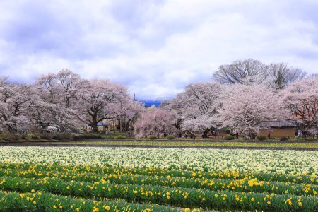 Téléchargez les photos : Cerisiers près de Temple Otsuyama Jisso à Mukawacho Yamataka, Hokuto, Yamanashi, Japon - en image libre de droit