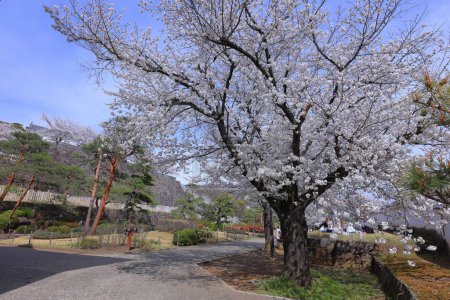  Parque del Castillo de Maizuru con flores de cerezo en Marunouchi, Kofu, Yamanashi, Japón