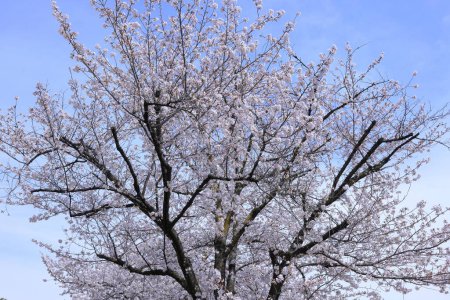  Parc du château de Maizuru avec des fleurs de cerisier à Marunouchi, Kofu, Yamanashi, Japon