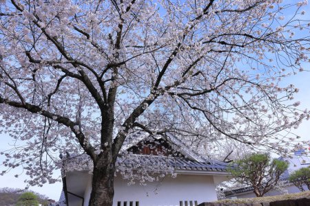  Maizuru Castle Park mit Kirschblüten bei Marunouchi, Kofu, Yamanashi, Japan