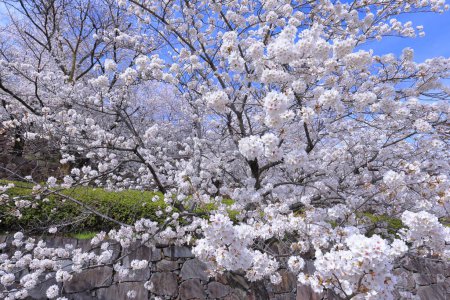  Parc du château de Maizuru avec des fleurs de cerisier à Marunouchi, Kofu, Yamanashi, Japon