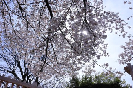  Maizuru Castle Park mit Kirschblüten bei Marunouchi, Kofu, Yamanashi, Japan