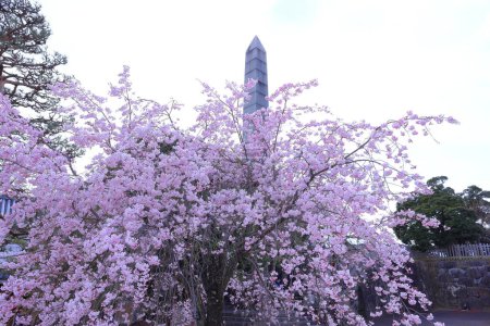 Téléchargez les photos : Parc du château de Maizuru avec des fleurs de cerisier à Marunouchi, Kofu, Yamanashi, Japon - en image libre de droit