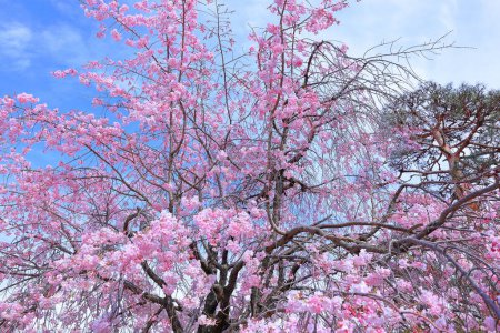  Parque del Castillo de Maizuru con flores de cerezo en Marunouchi, Kofu, Yamanashi, Japón