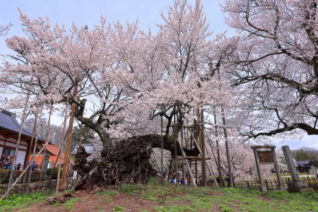 Téléchargez les photos : Yamataka Jindai Zakura, le plus grand et le plus ancien cerisier du Japon à Mukawacho Yamataka, Hokuto, Yamanashi, Japon - en image libre de droit