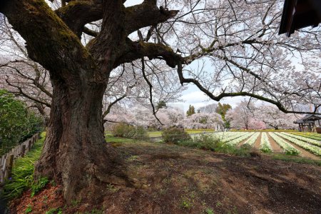 Kirschbäume in der Nähe des Otsuyama Jisso Tempels in Mukawacho Yamataka, Hokuto, Yamanashi, Japan