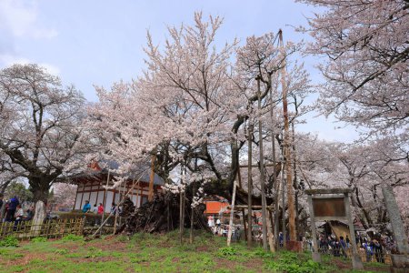 Téléchargez les photos : Yamataka Jindai Zakura, le plus grand et le plus ancien cerisier du Japon à Mukawacho Yamataka, Hokuto, Yamanashi, Japon - en image libre de droit