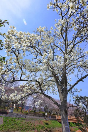 Hermosa magnolia blanca denudar árbol en flor en la mañana