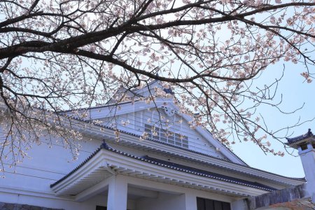 Téléchargez les photos : Fleurs de cerisier près de la station Watari à Dodanishi, Watari, Watari District, Miyagi, Japon - en image libre de droit