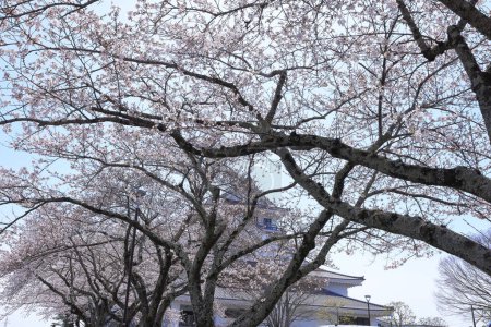 Foto de Flores de cerezo cerca de la estación Watari en Dodanishi, Watari, Distrito Watari, Miyagi, Japón - Imagen libre de derechos