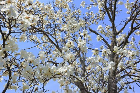 Beautiful White magnolia denudate tree in blossom in the morning