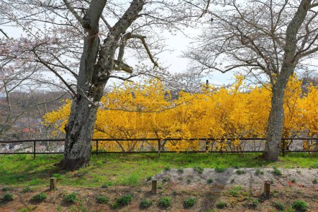 Foto de Flores de cerezo cerca de Shiroishigawa Sen-oh Park en Kawabata Funaoka, Shibata, distrito de Shibata, Miyagi, Japón - Imagen libre de derechos