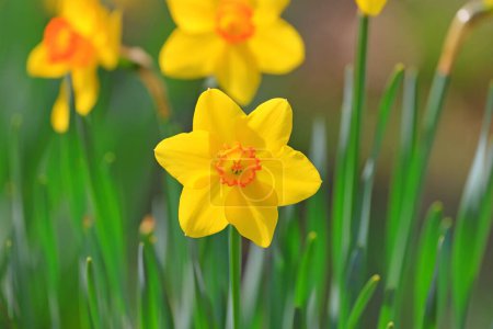 Narcisos amarillos florecientes en primavera (narcisos) flores en el jardín 