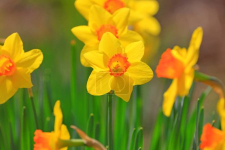 Narcisos amarillos florecientes en primavera (narcisos) flores en el jardín 