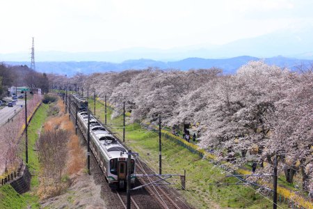 Téléchargez les photos : Train et fleurs de cerisier près de Shiroishigawa Sen-oh Park à Kawabata Funaoka, Shibata, Shibata District, Miyagi, Japon - en image libre de droit