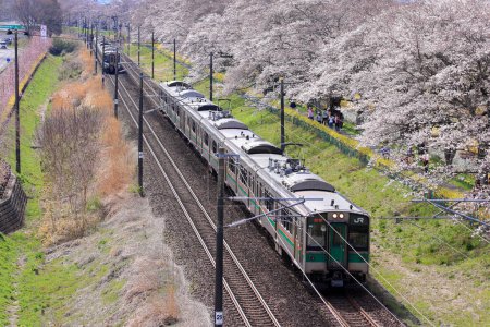 Foto de Tren y flores de cerezo cerca de Shiroishigawa Sen-oh Park en Kawabata Funaoka, Shibata, distrito de Shibata, Miyagi, Japón - Imagen libre de derechos