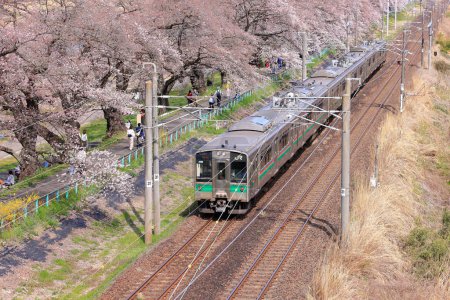Téléchargez les photos : Train et fleurs de cerisier près de Shiroishigawa Sen-oh Park à Kawabata Funaoka, Shibata, Shibata District, Miyagi, Japon - en image libre de droit