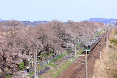 Zug und Kirschblüten in der Nähe des Shiroishigawa Sen-oh Parks in Kawabata Funaoka, Shibata, Shibata District, Miyagi, Japan