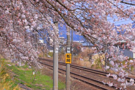 Kirschblüten in der Nähe des Shiroishigawa Sen-oh Parks in Kawabata Funaoka, Shibata, Shibata District, Miyagi, Japan