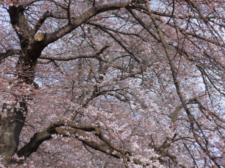 Kirschblüten in der Nähe des Shiroishigawa Sen-oh Parks in Kawabata Funaoka, Shibata, Shibata District, Miyagi, Japan