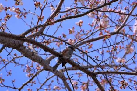 Bulbul à oreilles brunes (Hypsipetes amaurotis) un gros bulbul bruyant et bien visible aux fleurs de cerisier