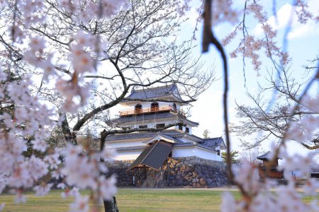 Téléchargez les photos : Fleurs de cerisier au château de Shiroishi, un château restauré du XVIe siècle à Masuokacho, Shiroishi, Miyagi, Japon - en image libre de droit