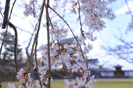 Téléchargez les photos : Fleurs de cerisier au château de Shiroishi, un château restauré du XVIe siècle à Masuokacho, Shiroishi, Miyagi, Japon - en image libre de droit